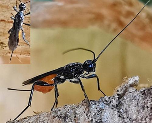 Doryctes sp.
